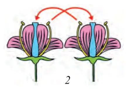 71-rasm. Changlanish jarayoni: 1 – o‘zidan changlanish (changdon, urug‘chining tumshuqchasi)