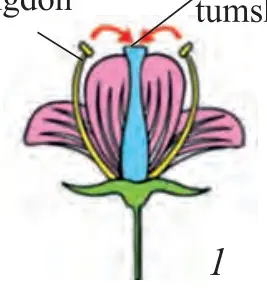 71-rasm. Changlanish jarayoni: 2 – chetdan changlanish