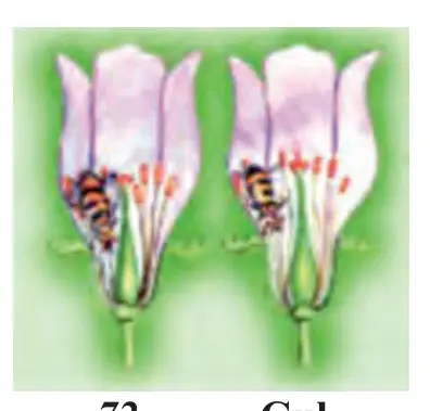 72-rasm. Gul changining asalarilar yordamida guldan gulga o‘tishi