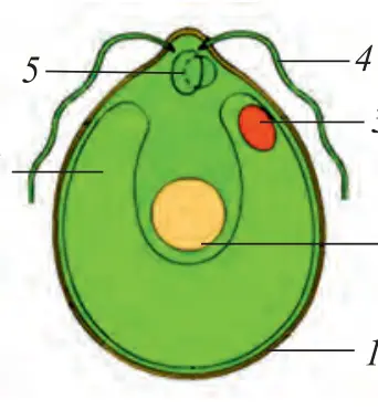 81-rasm. Xlamidomonada: 1 – qobig‘i; 2 – yadro; 3 – ko‘zcha; 4 – xivchin; 5 – qisqaruvchi vakuola; 6 – xromatofor.