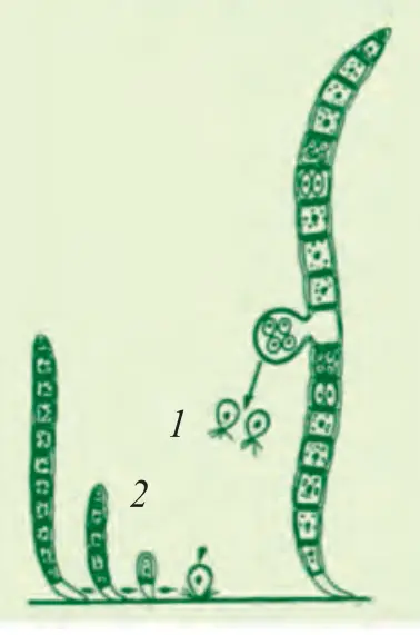 82-rasm. Ulotriks: A. 1 – ulotriks hujayralari; B. Ulotriksning jinssiz ko‘payishi: 1 – zoosporalar; 2 – yosh ulotriks.