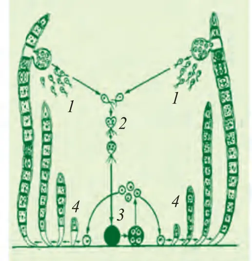 82-rasm. Ulotriks: D. Ulotriksning jinsiy ko‘payishi: 1 – izogametalar; 2 – izogametalarning qo‘shilishi; 3 – zigota; 4 – yosh ulotrikslar.