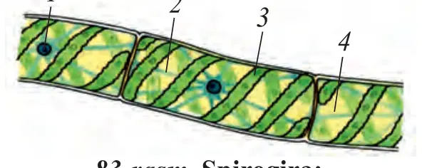 83-rasm. Spirogira: 1 – yadro; 2 – sitoplazma; 3 – xromatofor; 4 – vakuol.