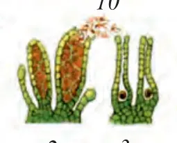86-rasm. Yo‘sinlarning hayot sikli: 1 – poya bargli o‘simlik; 2 – anteridiy; 3 – arxegoniy; 4–5 – sporofitning rivojlanishi; 6 – sporangiy va sporalar; 7–8 – yashil ipchalar; 9 – poya bargli o‘simlik; 10 – urug‘lanish.