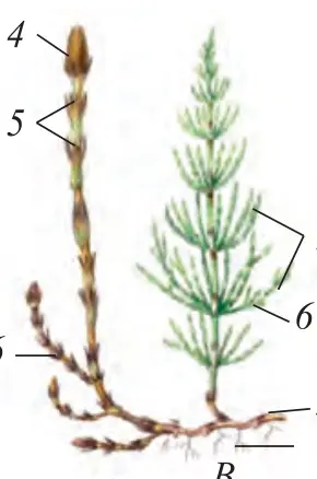 87-rasm. Dala qirqbo‘g‘imi: A – bahorgi novdasi. B – yozgi novdasi. 1 – ildizi; 2 – ildizpoya; 3 – shoxchalari; 4 – spora beruvchi boshoq; 5 – bo‘g‘imlar; 6 – barglari.