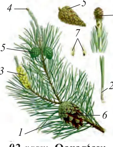 92-rasm. Qarag‘ay: 1 – qarag‘ay novdasi; 2 – bargi; 3 – changchili qubba; 4 – yosh urug‘kurtakli qubba; 5 – yetilayotgan urug‘kurtakli qubba; 6 – yetilgan urug‘kurtakli qubba; 7 – urug‘i.