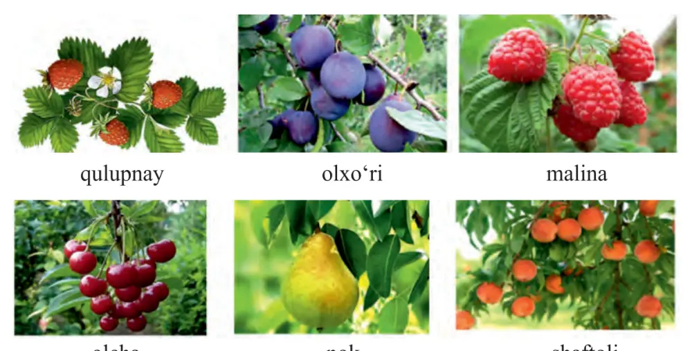94-rasm. Ra’nodoshlar oilasiga mansub o‘simliklar: qulupnay, olxo‘ri, malina, olcha, nok, shaftoli.