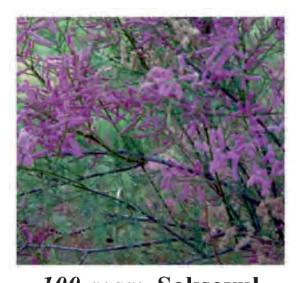 100-rasm. Saksovul