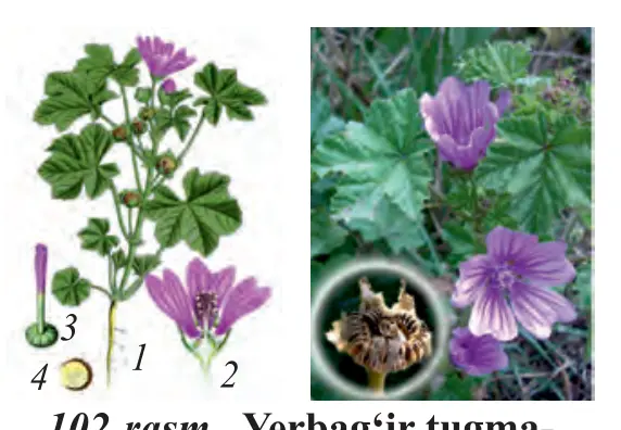 102-rasm. Yerbag‘ir tugmachagul: 1 – umumiy ko‘rinishi; 2 – guli; 3 – to‘p mevasi; 4 – mevasi.