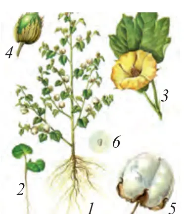 103-rasm. G‘o‘za: 1 – umumiy ko‘rinishi; 2 – yosh nihol; 3 – guli; 4 – yosh ko‘sagi; 5 – yetilgan ko‘sagi; 6 – chigiti.