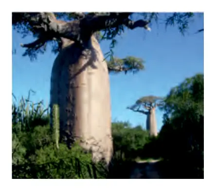 104-rasm. Baobab