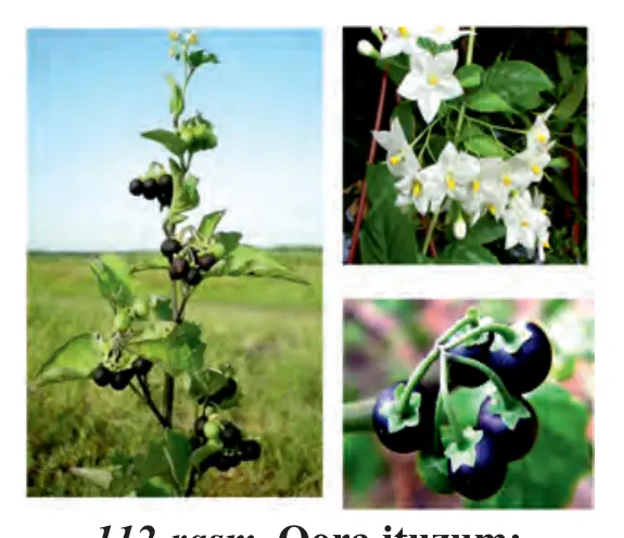 112-rasm. Qora ituzum: umumiy ko‘rinishi, guli, mevasi.