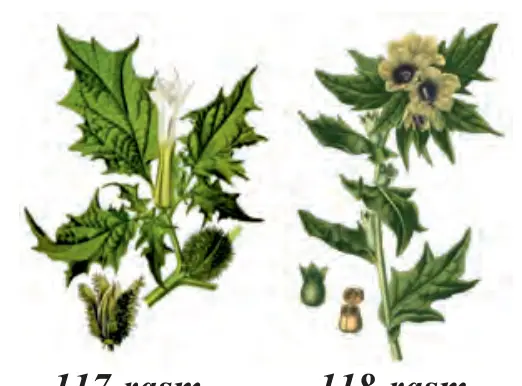 117-rasm. Bangidevona; 118-rasm. Mingdevona
