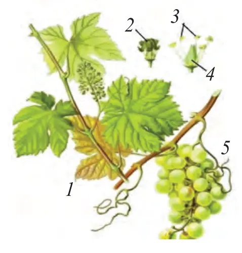 119-rasm. Madaniy tok: 1 – novdasi; 2 – gultoj; 3 – changchilari; 4 – urug‘chi; 5 – mevasi.