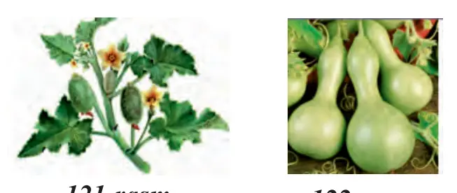 121-rasm. Itqovun