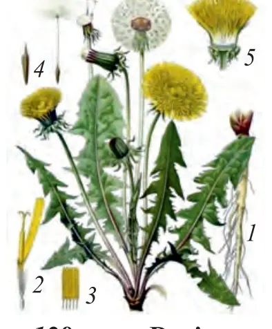 128-rasm. Dorivor qoqio‘t: 1 – ildizi; 2 – guli; 3 – changchilari; 4 – mevasi; 5 – to‘pguli.