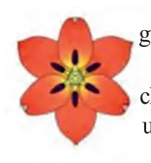 134-rasm. Lola gulining tuzilishi (kesimi): gulqo‘rg‘on, changchi, urug‘chi