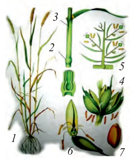 142-rasm. Bugʻdoy: 1 – umumiy koʻrinishi; 2 – boʻgʻim; 3 – barg qini; 4 – boshoqcha; 5 – boshoqcha sxemasi; 6 – guli; 7 – mevasi.