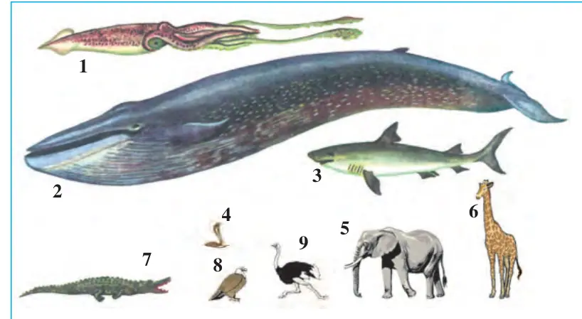 1-rasm. Hayvonlarning solishtirma o‘lchami: 1 – gigant kalmar; 2 – ko‘k kit; 3 – akula; 4 – kap- cha ilon; 5 – Afrika fili;