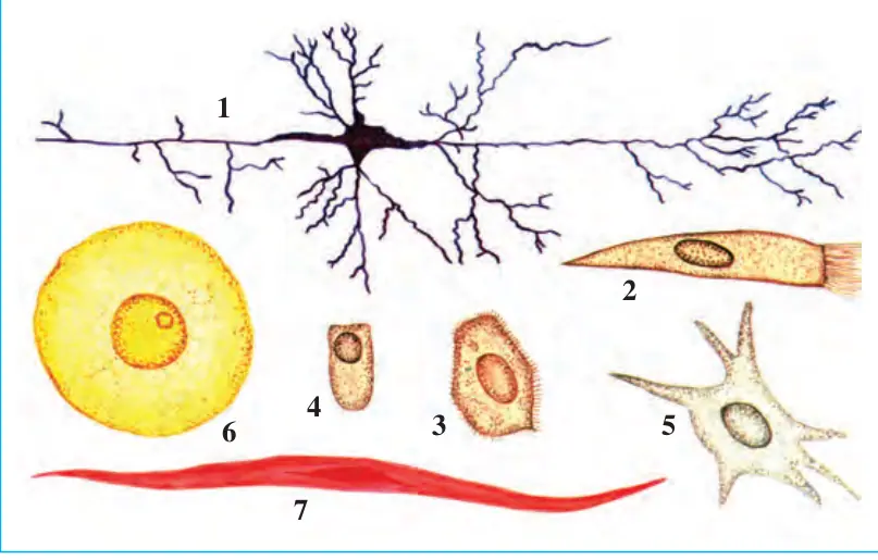 2-rasm. Hayvon hujayralari: 1 – nerv hujayrasi; 2, 3, 4 – epiteliy hujayralari; 5 – biriktiruvchi to‘qima hujayrasi; 6 – tuxum hujayrasi;