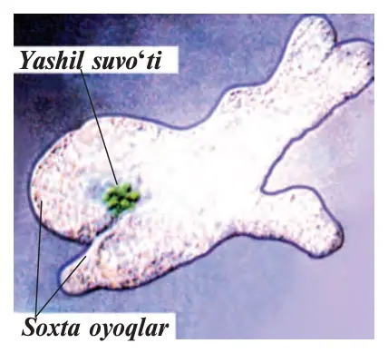 3-rasm. Oddiy amyobaning mikroskopda ko‘rinishi