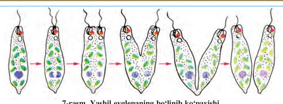 7-rasm. Yashil evglenaning bo‘linib ko‘payishi
