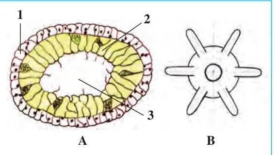 11-rasm. Gidraning ko‘ndalang kesimi(A)va tana simmetriyasi (B): 1–tashqi qavat; 2–ichki qavat; 3–tana bo‘shlig‘i