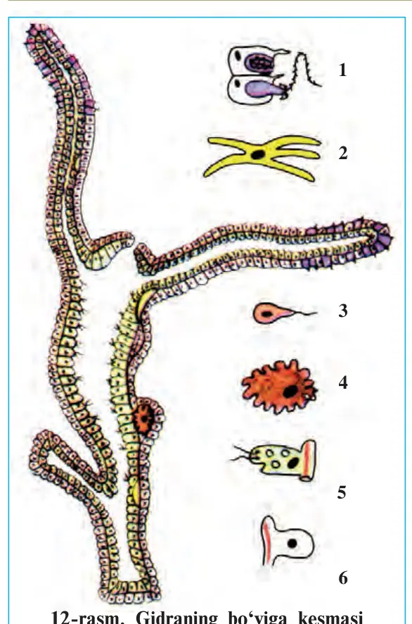 12-rasm. Gidraning bo‘yiga kesmasi va tanasi hujayralari: 1–otuvchi hujayra; 2–nerv hujayrasi; 3–spermatozoid; 4–tuxum hujayra; 5–hazm qilish hujayrasi; 6–teri-muskul hujayrasi