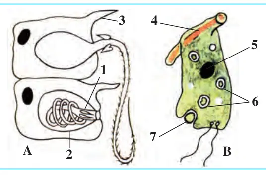 13-rasm. Gidraning otuvchi (A) va hazm qiluvchi (B) hujayralari: 1–otiluvchi tola; 2–otuvchi kapsula; 3–sezuvchi tukcha; 4–muskul tolasi; 5–yadro; 6–hazm qiluvchi vakuolalar; 7–qamrab olinayotgan oziq