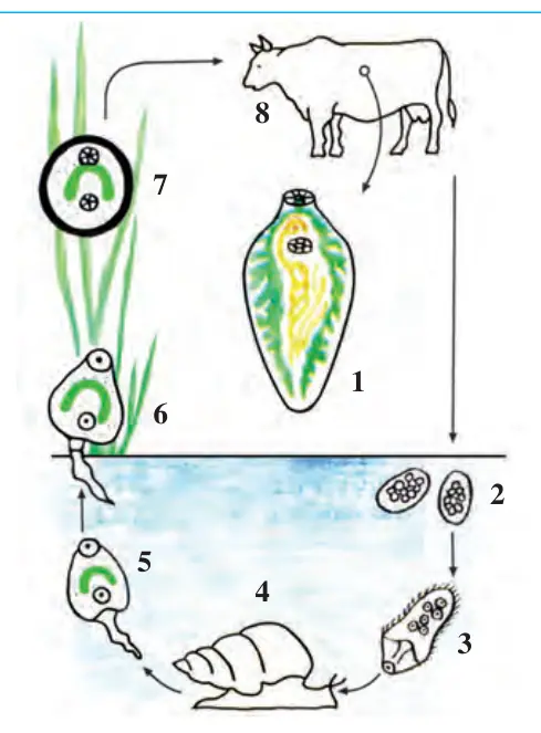 18-rasm. Jigar qurtining rivojlanishi: 1 – voyaga yetgan davri; 2 – suvdagi tu xumlari; 3 – kiðrikli lichinka; 4 – chu- chuk suv shillig‘i; 5–6 – dumli lichinka; 7 – o‘simlikka yopishgan sista; 8 – qoramol