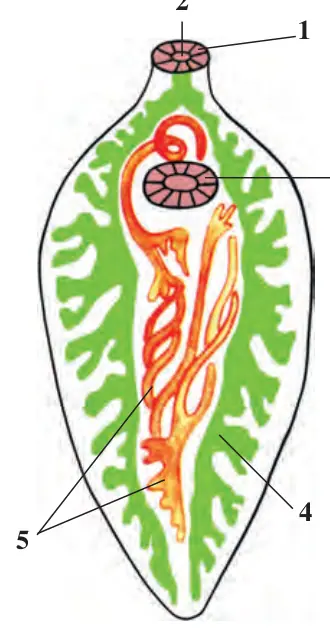 17-rasm. Jigar qurtining 1 – voyaga yetgan davri; 2 – suvdagi tu tuzilishi: xumlari; 3 – kiðrikli lichinka; 4 – chu- 1 – og‘iz so‘rg‘ichi; 2 – og‘ chuk suv shillig‘i; 5–6 – dumli lichinka; 7 zi; 3 – qorin so‘rg‘ichi; 4 – – o‘simlikka yopishgan sista; 8 – qoramol ichak; 5 – jinsiy sistemasi