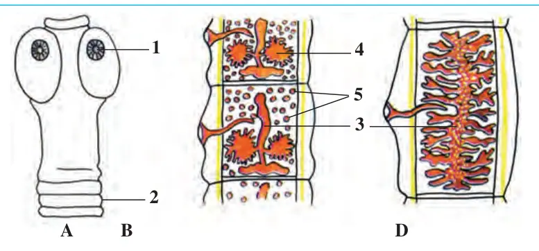 19-rasm. Qoramol tas- masimon chuvalchangi: A – boshchasi; B – ger -mafrodit bo‘g‘im; D – tuxumga to‘lgan bo‘g‘im: 1 – so‘rg‘ich; 2 – bo‘- yin; 3 – bachadon; 4 – tuxumdon; 5 – urug‘
