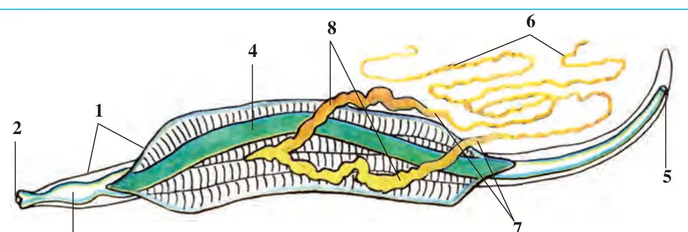 21-rasm. Askaridaning ichki tuzilishi: 7 3 1 – teri; 2 – og‘iz; 3 – halqum; 4 – ichak; 5 – anal teshigi; 6 – tuxumdonlar; 7 – tuxum yo‘li; 8 – bachadonlar