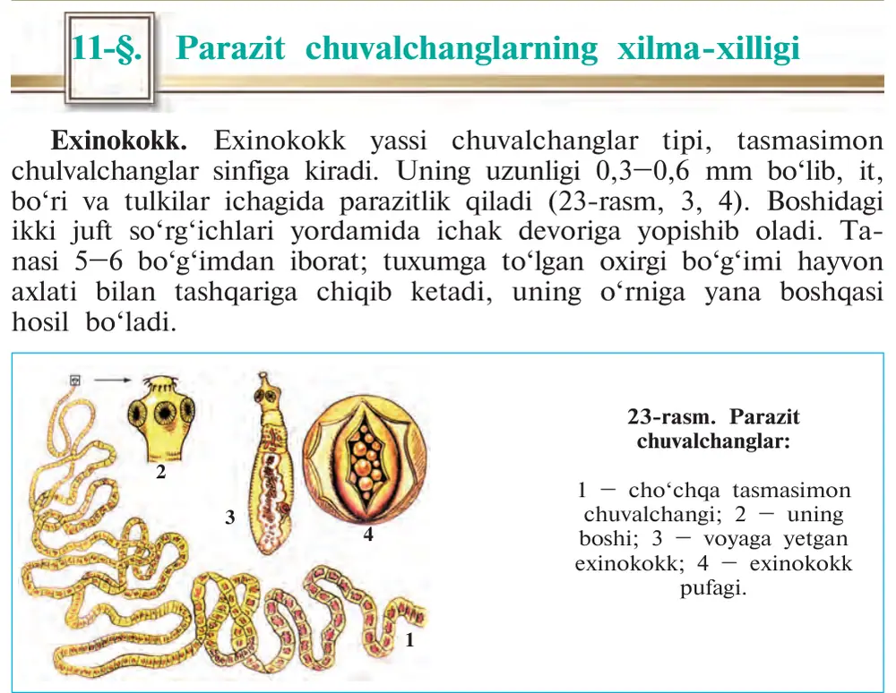 23-rasm. Parazit chuvalchanglar: