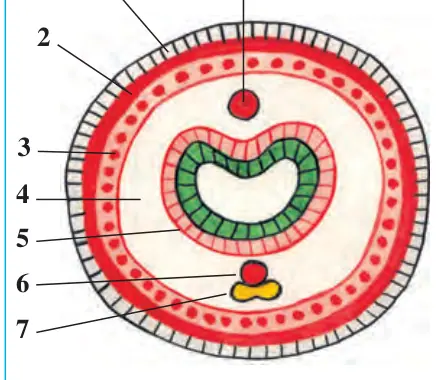 25-rasm. Yomg‘ir chuvalchangi tanasining ko‘ndalang kesimi: 1 – teri; 2 – halqa muskullar; 3 – bo‘ylama muskullar; 4 – tana bo‘shlig‘i; 5 – ichak; 6 – qon tomirlari; 7 – nerv tuguni