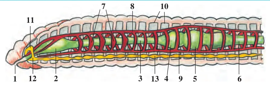 26-rasm. Yomg‘ir chuvalchangining ichki tuzilishi: 1 – og‘iz; 2 – halqum; 3 – qizilo‘ngach; 4 – jig‘ildon; 5 – oshqozon; 6 – ichak; 7 – yurak; 8 – orqa qon tomiri; 9 – qorin qon tomiri; 10 – tana bo‘shlig‘i to‘siqlari; 11 – halqum usti nerv tuguni; 12 – halqum osti nerv tuguni; 13 – qorin nerv zanjiri