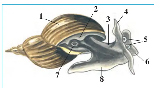29-rasm. Chuchuk suv shillig‘ining tashqi tuzilishi: 1 – chig‘anoq; 2 – mantiya cheti; 3 – tanasi; 4 – paypaslagich; 5 – ko‘zlar; 6 – bosh; 7 – nafas teshigi; 8 – oyoq