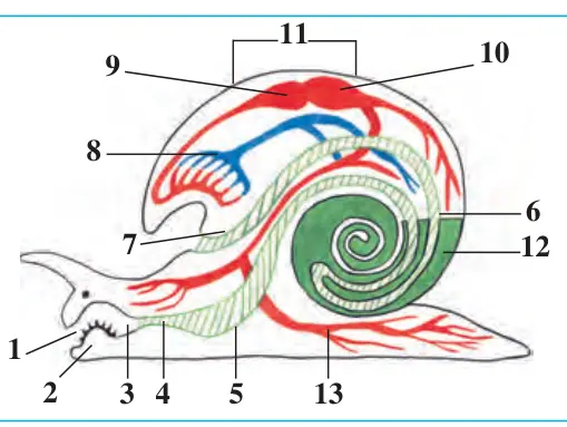 30-rasm. Chuchuk suv shillig‘ining ichki tuzilishi: 1 – og‘iz; 2 – tilcha; 3 – halqum; 4 – qizilo‘ngach; 5 – oshqozon; 6 – ichak; 7 – anal teshigi; 8 – o‘pka; 9 – yurak bo‘lmasi; 10 – yurak qorinchasi; 11 – yurak;