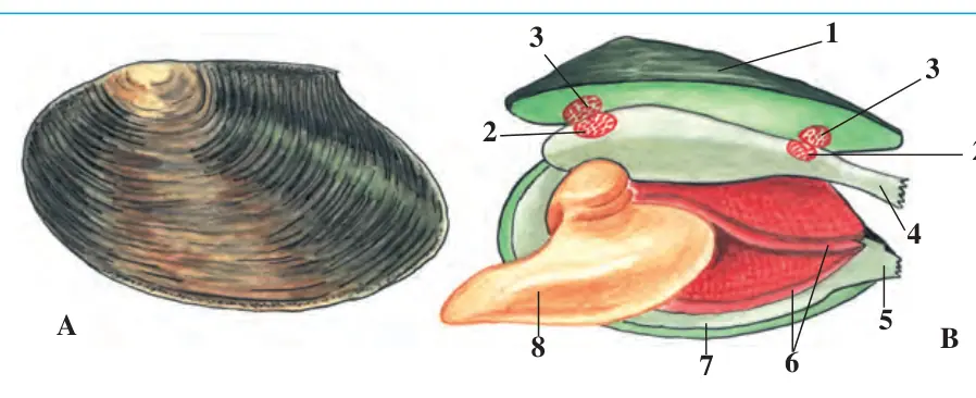 32-rasm. Baqachanoq: A – chig‘anog‘i, ustki tomondan ko‘rinishi; B – chig‘anog‘i ochib ko‘rsatilgan: 1 – chig‘anoq; 2 – yopuvchi muskullar; 3 – muskullar birikadigan joy; 4 – chiqarish sifoni; 5 – kirish sifoni; 6 – jabralar; 7 – mantiya cheti; 8 – oyoq