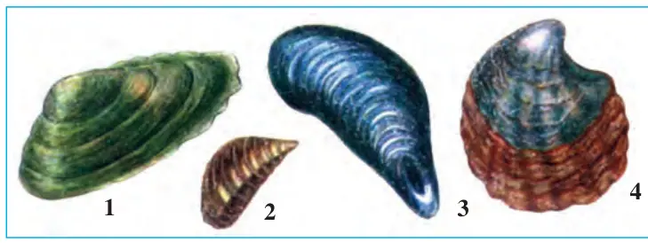 33-rasm. Ikki pallali mollyuskalar: 1 – perlovitsa; 2 – dreysena; 3 – midiya; 4 – ustritsa