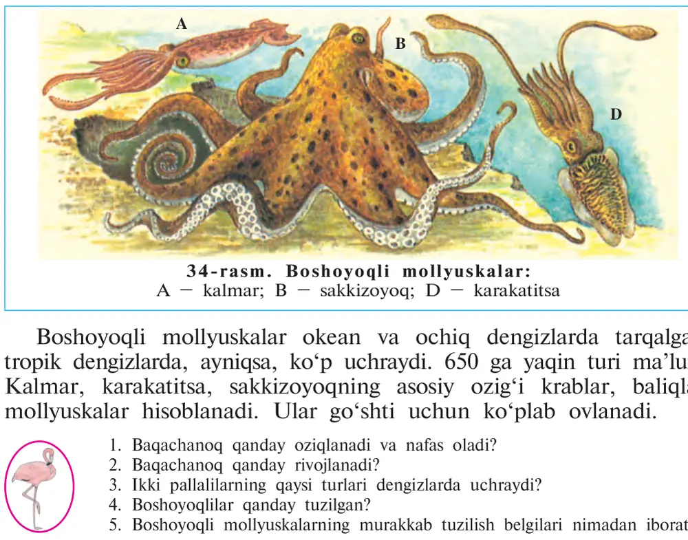 34-rasm. Boshoyoqli mollyuskalar: A – kalmar; B – sakkizoyoq; D – karakatitsa