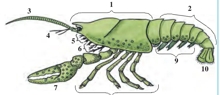 35-rasm. Daryo qisqich baqasining tashqi tuzilishi: 1 – boshko‘krak; 2 – qorin; 3 – uzun mo‘ylov; 4 – kalta mo‘ylov; 5 – jag‘lar; 6 – jag‘oyoqlar; 7 – qis- qich; 8– yurish oyoqlari;