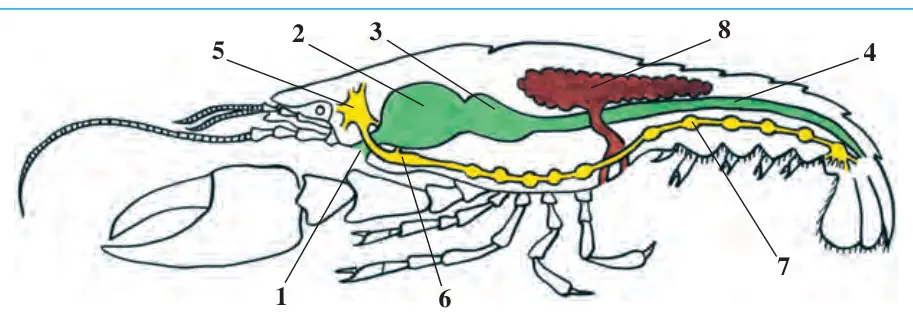 36-rasm. Daryo qisqichbaqasining hazm qilish, jinsiy va nerv sistemasi: 1 – og‘iz; 2 – katta oshqozon; 3 – kichik oshqozon; 4 – ichak; 5 – halqum usti nerv tuguni; 6 – halqum osti nerv tuguni; 7 – qorin nerv zanjiri; 8 – jinsiy bez