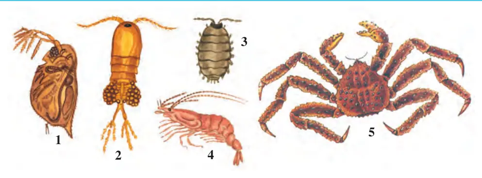 38-rasm. Har xil qisqichbaqasimonlar: 1 – dafniya; 2 – siklop; 3 – zaxkash; 4 – krevetka; 5 – kamchatka krabi