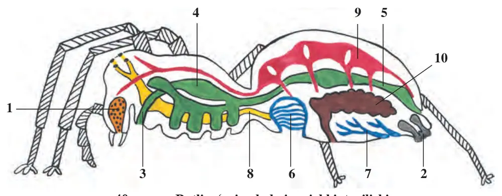40-rasm. Butli o‘rgimchakning ichki tuzilishi: 1 – zahar bezi; 2 – o‘rgimchak bezlari; 3 – qizilo‘ngach;4 – oshqozon; 5 – ichak; 6 – o‘pka xaltasi; 7 – traxeya; 8 – nerv zanjiri; 9 – yurak; 10 – jinsiy bez