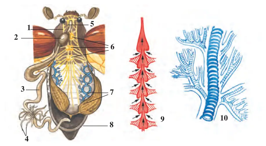 44-rasm. Hasharotlarning ichki tuzilishi: 1 – halqum; 2 – oshqozon; 3 – ichak; 4 – malpigi naychalari; 5 – halqum atrofi nerv tuguni; 6 – ko‘krak nerv tugunlari; 7 – traxeyalar; 8 – tuxumdon; 9 – yurak; 10 – traxeyaning tuzilishi