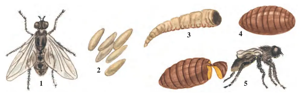 52-rasm. Uy pashshasining rivojlanishi: 1 – urg‘ochisi; 2 – tuxumlar; 3 – qurt; 4 – g‘umbak; 5 – yosh pashsha