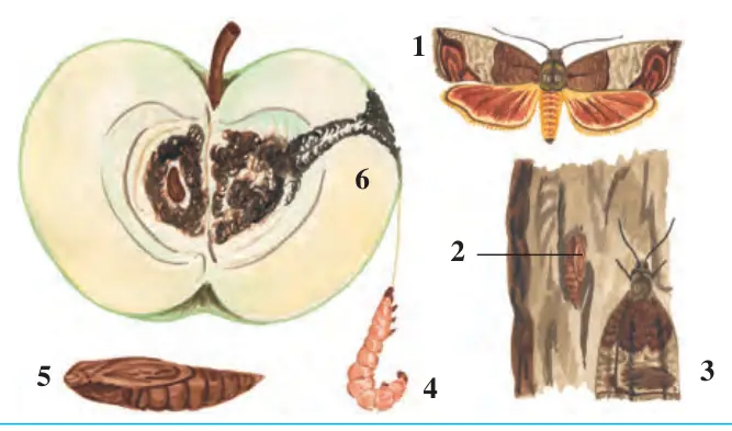 54-rasm. Olma mevaxo‘rining rivojlanishi: 1 – kapalagi; 2 – po‘stloq ostidagi g‘umbagi; 3 – g‘umbakdan chiqqan kapalak; 4 – qurti; 5 – g‘umbagi; 6 – zararlangan olma