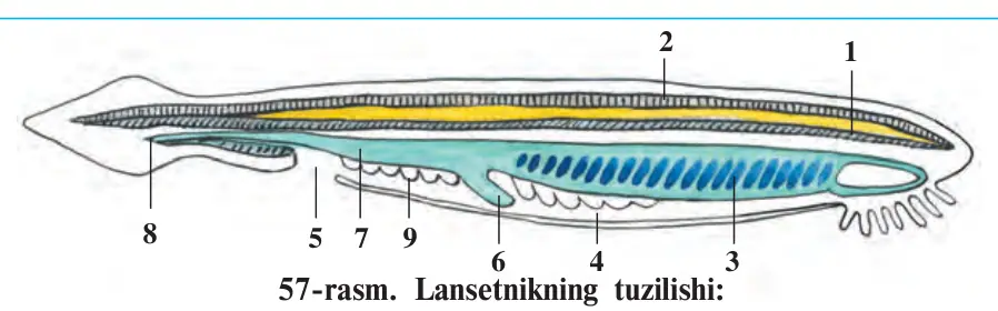 57-rasm. Lansetnikning tuzilishi: 8 5 7 9 6 4 3 1 – xorda; 2 – nerv nayi; 3 – halqum; 4 – jabraoldi bo‘shlig‘i; 5 – bo‘shliq teshigi; 6 – jigar; 7 – ichak; 8 – orqa chiqaruv teshigi; 9 – jinsiy bezlar.