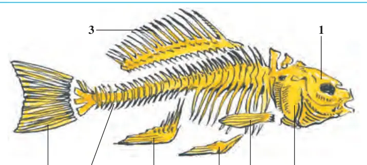 59-rasm. Zog‘ora baliq skeleti: 1 – bosh qutisi; 2 – jabra qopqog‘i; 3 – orqa suzgich; 4 – umurtqa po g‘onasi; 5 – anal suzgich; 6 – ko‘krak suzgich; 7 – qorin suzgich;
